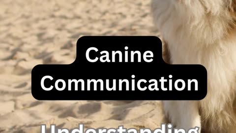 Canine Communication