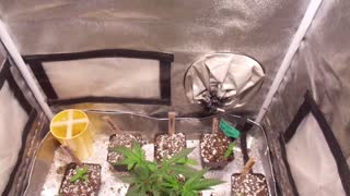 2x2 Cannabis Grow Tent Veg Clean Up and Some Up Potting