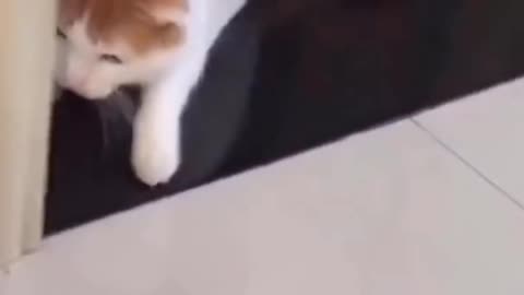 Cat scared of little mouse