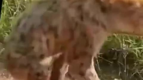 Hyena attack leopard bhoflo