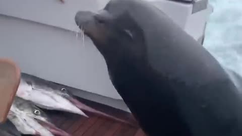 Sea Lion LEAPS onto Boat for Fish! #Shorts #Seals #Ocean