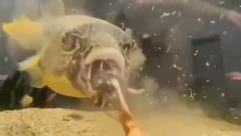 Eating puffer fish