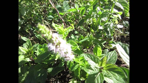 Tender Leaf Herb Mentha spp Sept 2022