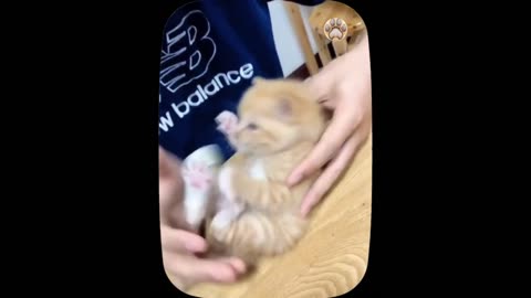 Having a bad day? These adorable kittens will make you smile | 2023