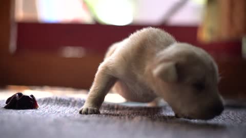 Cute Small White Newborn Puppy