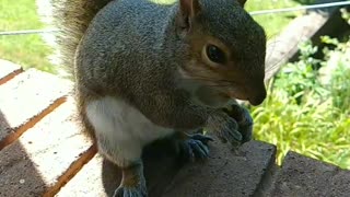 Mika The Squirrel here, just living my best life, enjoying another beautiful day!