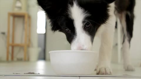 The Fascinating Way Dogs Drink Water through Lapping