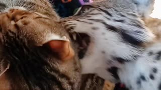 Bengal cat meets bobcat