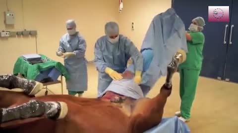 Medical staff, anesthesia and an advanced medical room to operate on a horse !!