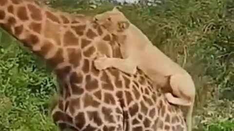 Amezing animals