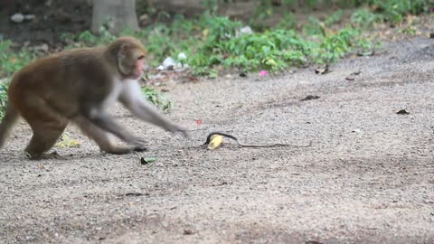 Fake Rubber Snake Banana Prank funny Monkey Can't stop laughing