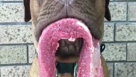 .A dog that likes to eat pig's head