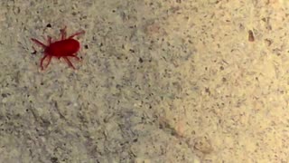 Beautiful little red mite crawling on a stone / red insect in close-up.