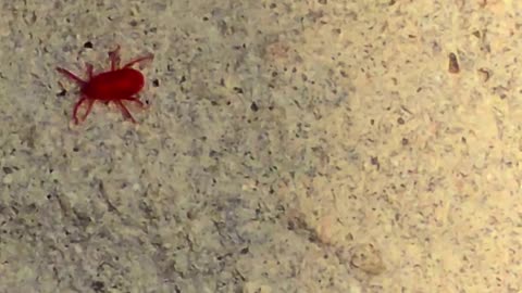 Beautiful little red mite crawling on a stone / red insect in close-up.