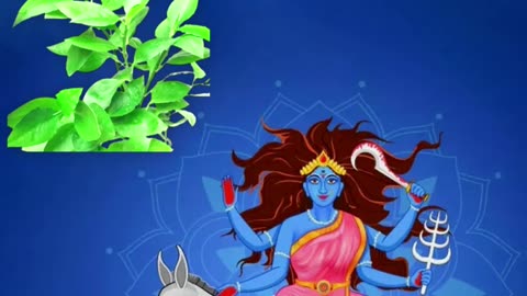 Jai Maa Kalratri- Navratri Day 7 | Nagdon (Pedilanthus Tithymaloides) Benefits- Associated Herb