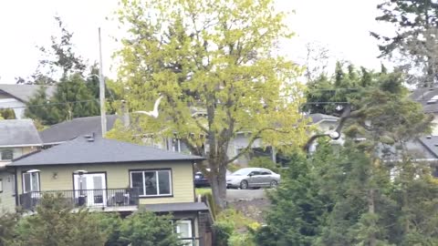 Ross Goose being chased by a Bald Eagle, Panama Flats, Victoria BC