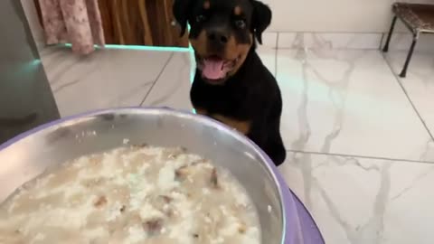Dog fevrit food home made