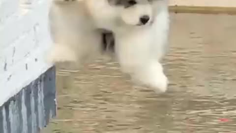 cute puppy with his own look cute and funny