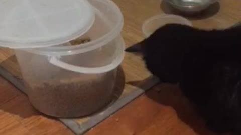 Kitty Cat Food Thief