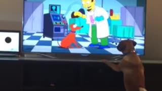 Dog Barks at Cartoon Dog from the Simpsons