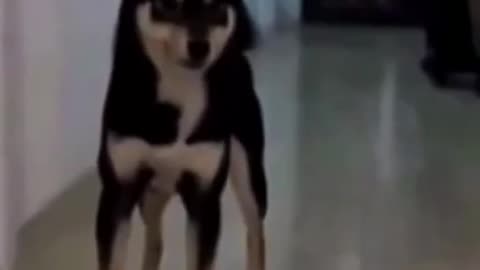 Dog funny movement