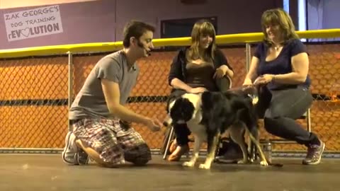 dogs training videos