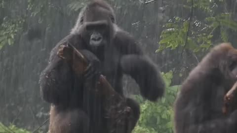 Huge Gorilla's Taking shower Together. Rain and Funny Gorillas.