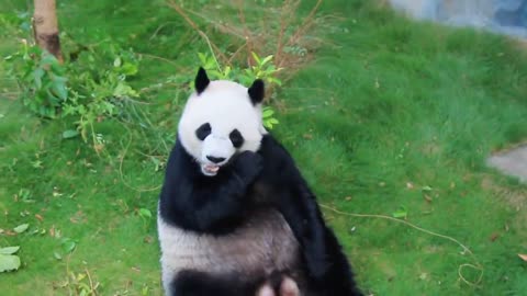 The father catches the panda cravings, the giant panda star wishes