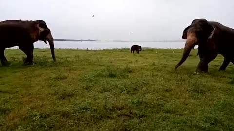 Asian elephants big fight