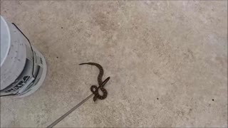🐕 Bitten by 🐍 Rattlesnake - Dog Reacts