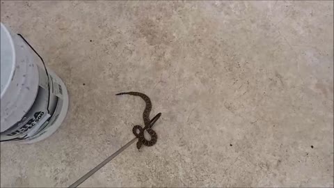 🐕 Bitten by 🐍 Rattlesnake - Dog Reacts