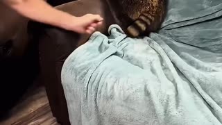 This homeless raccoon was rescued and adopted by kind people