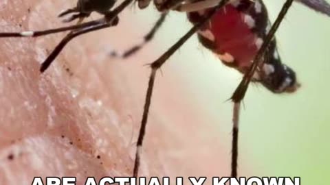 Mosquito | The Deadliest Animals On Earth