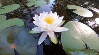 Water Lily