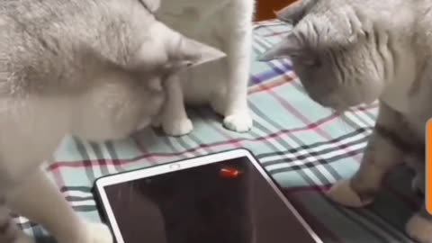 "Whisker Wonders: 3 Cats Caught in a Digital Mouse Chase!"