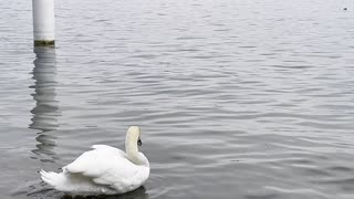 Would you like to see a beautiful swan in the beautiful river Lucerne?