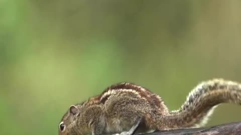Squirrel 🐿️ moments