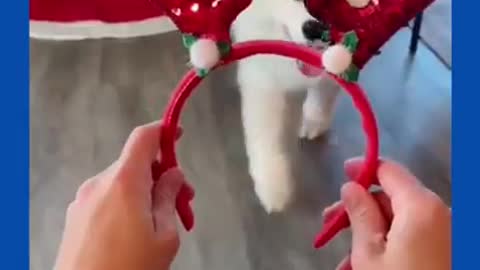 Try not to laugh these pets Merry Christmas 🌟🌟🌟