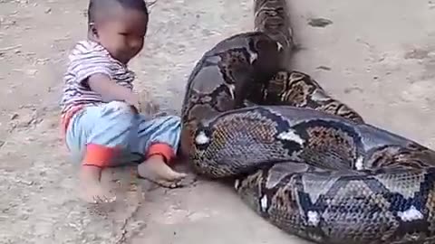 Snake Viral Video 😳 🐍