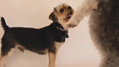 Cute dogs dancing video