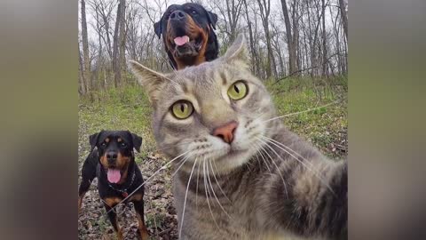 Most funny selfy cat 🐈