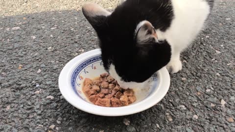 Feeding Time Frenzy: Watch a Black and White Cat Devour Its Meal