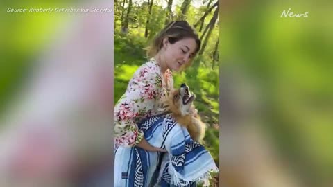 Wildlife carer carries fox to safety after its hit by a car
