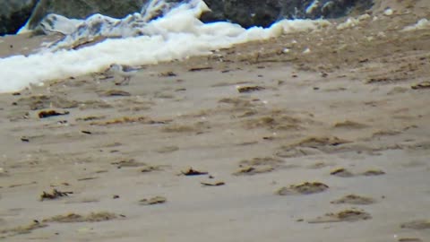 Sanderling