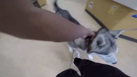 Husky Dog Cries When Reunited With Owner