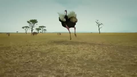 Poor Ostrich! Powerless Mother Ostrich Can't Defend Her Eggs From Human Attack