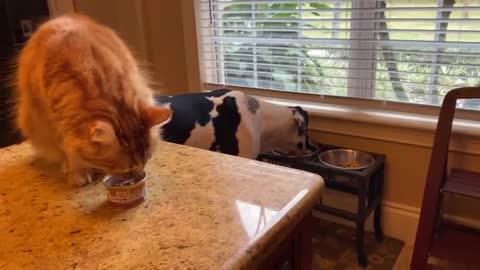 Happy cat and Great Danes enjoy breakfast together