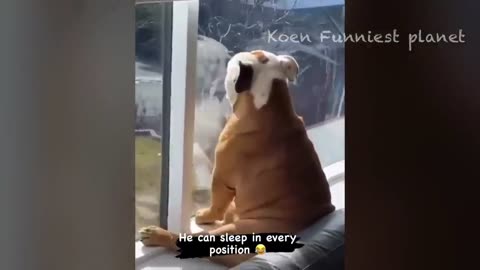 Funny animals