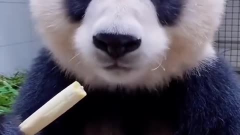 Adorable Panda Playtime: Heartwarming Moments of Playful Pandas | ZooZest