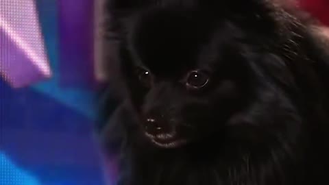 Emotional Magic Dog Acts That Made Simon Cowell Cry 😢 [and other dog magicians]